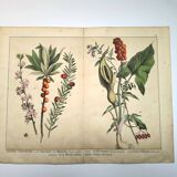 Botanical engraving from 1870 - Bois-Gentil and Yew - Lithograph of a plant