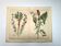 Botanical engraving from 1870 - Bois-Gentil and Yew - Lithograph of a plant