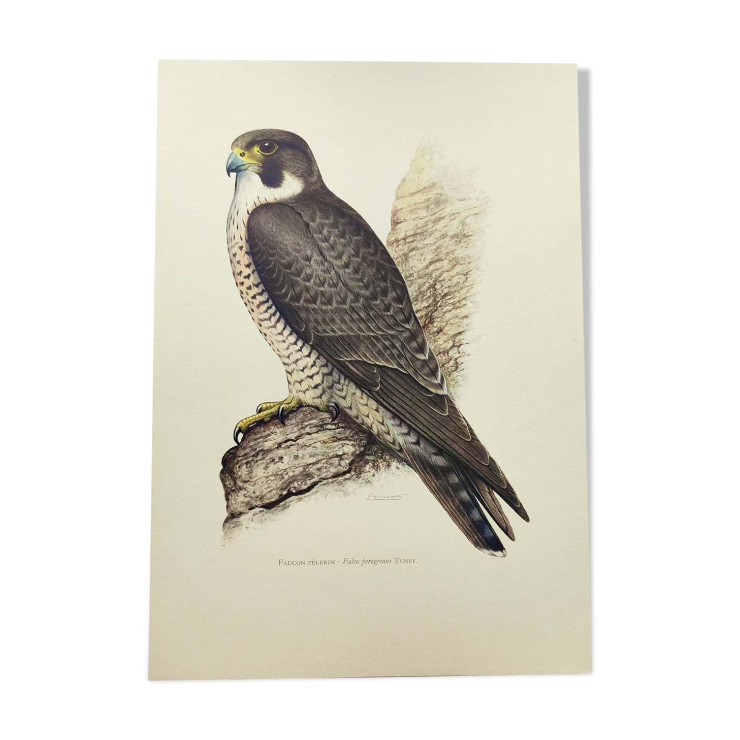 Old bird plate from the 1960s - Peregrine Falcon - Zoological and ornithological illustration