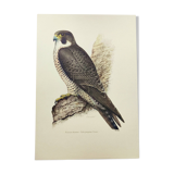 Old bird plate from the 1960s - Peregrine Falcon - Zoological and ornithological illustration
