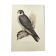 Planche ancienne oiseaux années 1960 - Faucon Pèlerin - Illustration zoologique et ornithologique