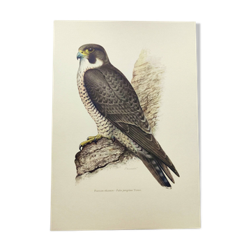 Planche ancienne oiseaux années 1960 - Faucon Pèlerin - Illustration zoologique et ornithologique