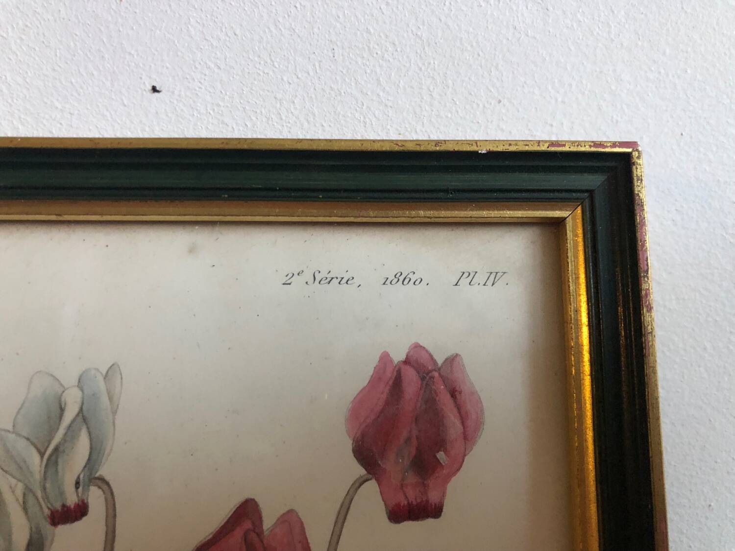 Vintage botanical illustration