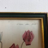 Vintage botanical illustration