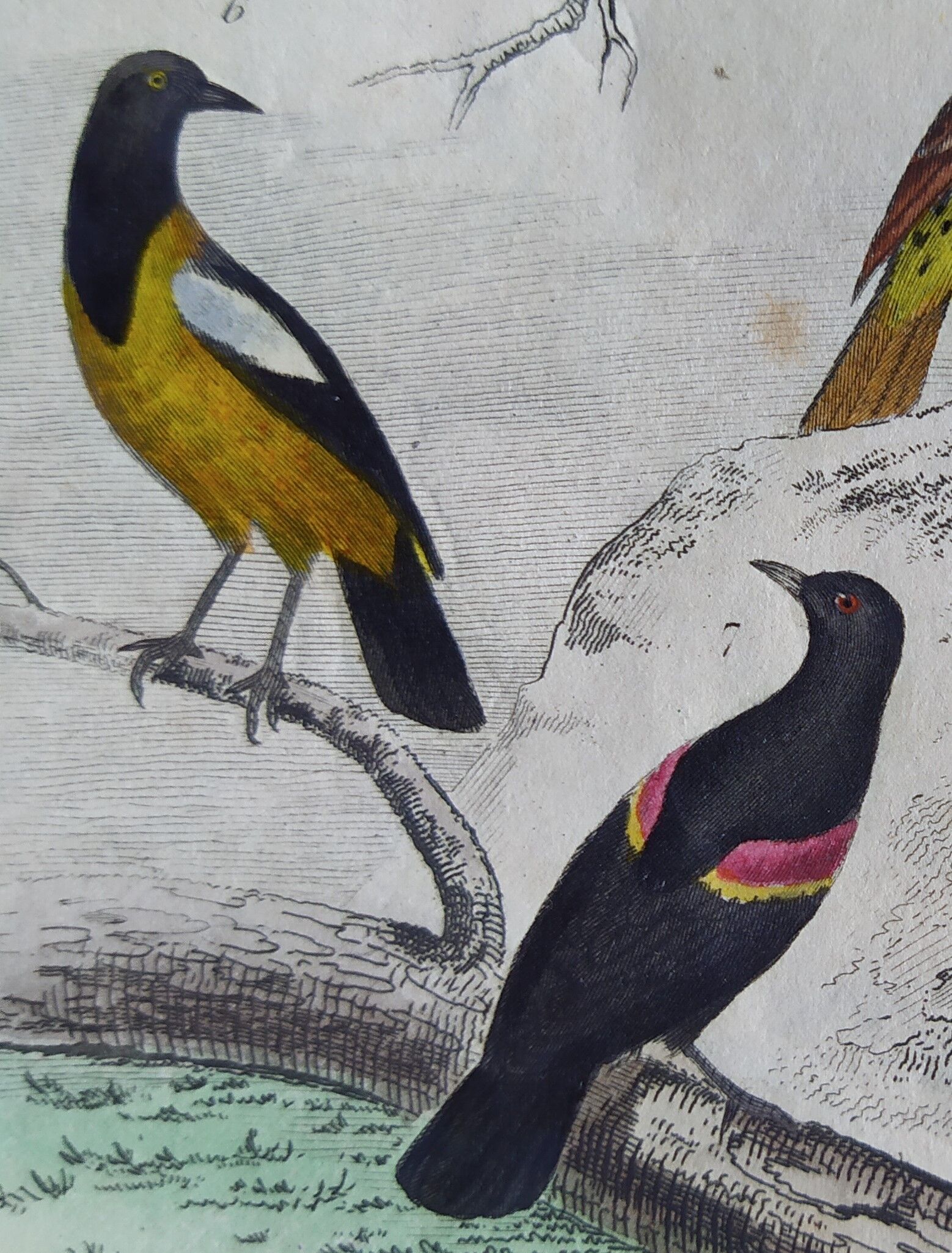 Planche Ornithologique originale " Pique bœuf - Etourneau vulgaire - &c... " Buffon 1836