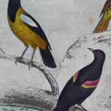 Original Ornithological plate " Pique boeuf - Etourneau vulgaire - &c... " Buffon (1836)