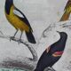 Original ornithological plate "Oxpecker - Common Starling - &c..." Buffon 1836