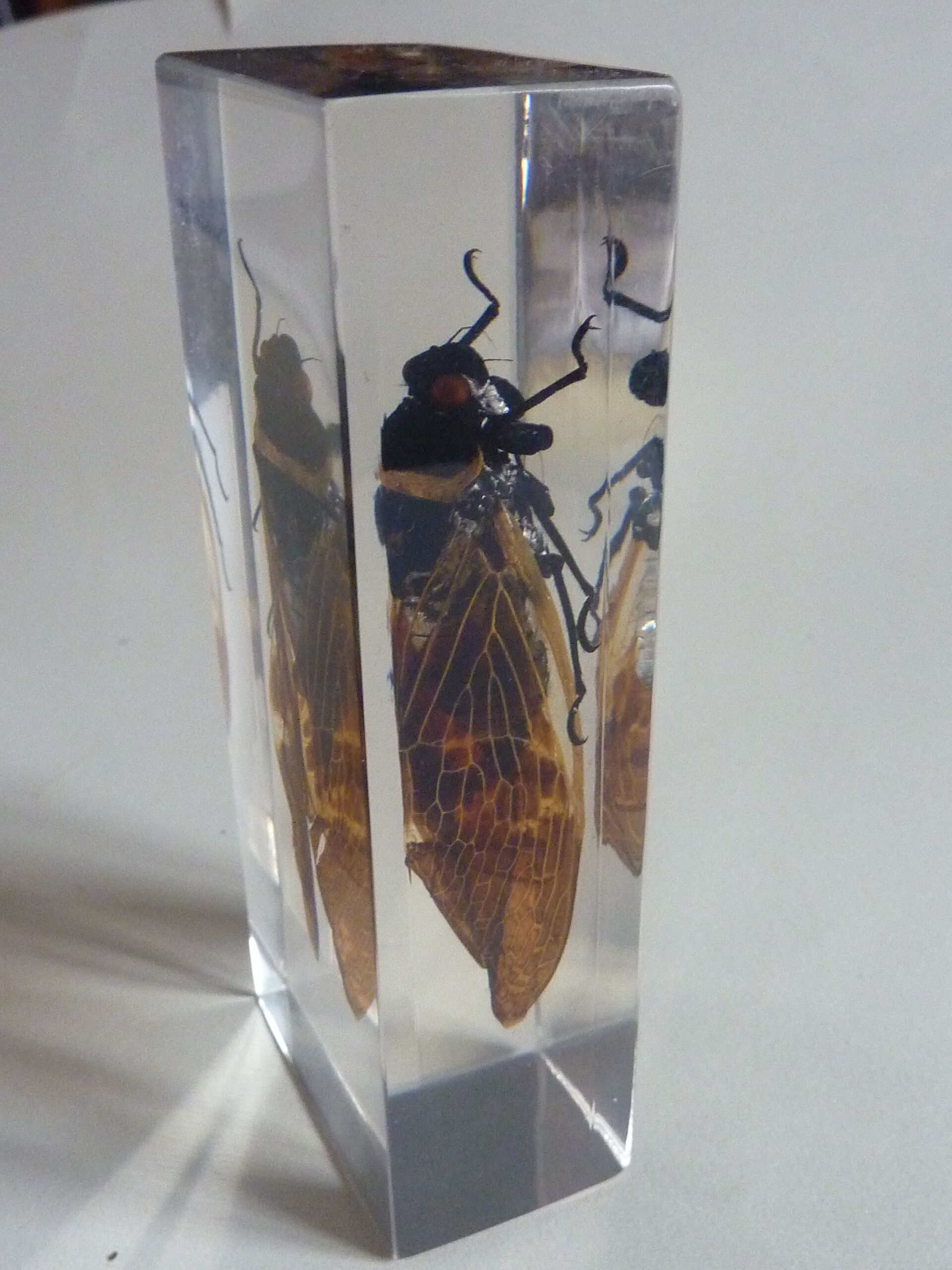Inclusion  insectes, cabinet de curiosité