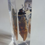 Including insects, cabinet of curiosity