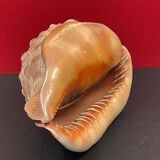 Shell: conch? reunion island - 18 x 12 x 12 cm