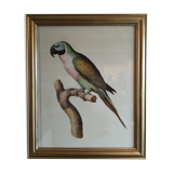 Planche ornithologique