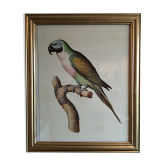 Planche ornithologique