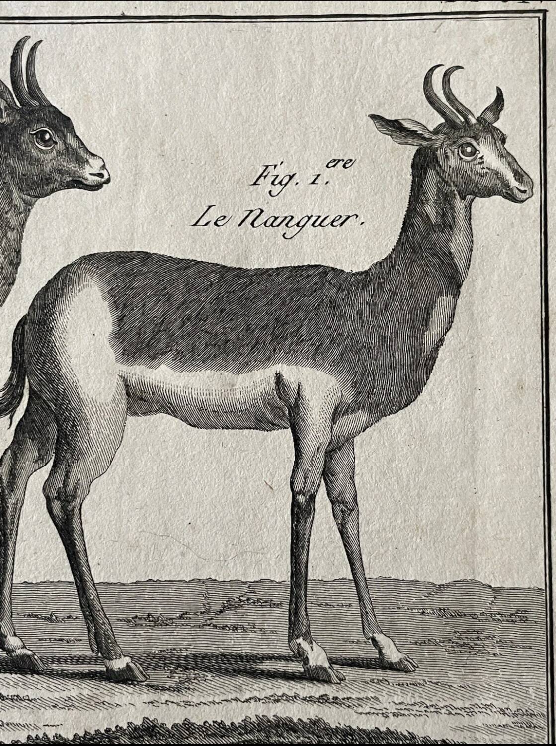 Engraving Old book 18th century Buffon, Bonnaterre, Natural history