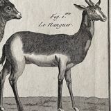 Engraving Old book 18th century Buffon, Bonnaterre, Natural history