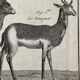 Engraving Old book 18th century Buffon, Bonnaterre, Natural history