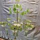 large Venetian Murano glass chandelier from the 1950s