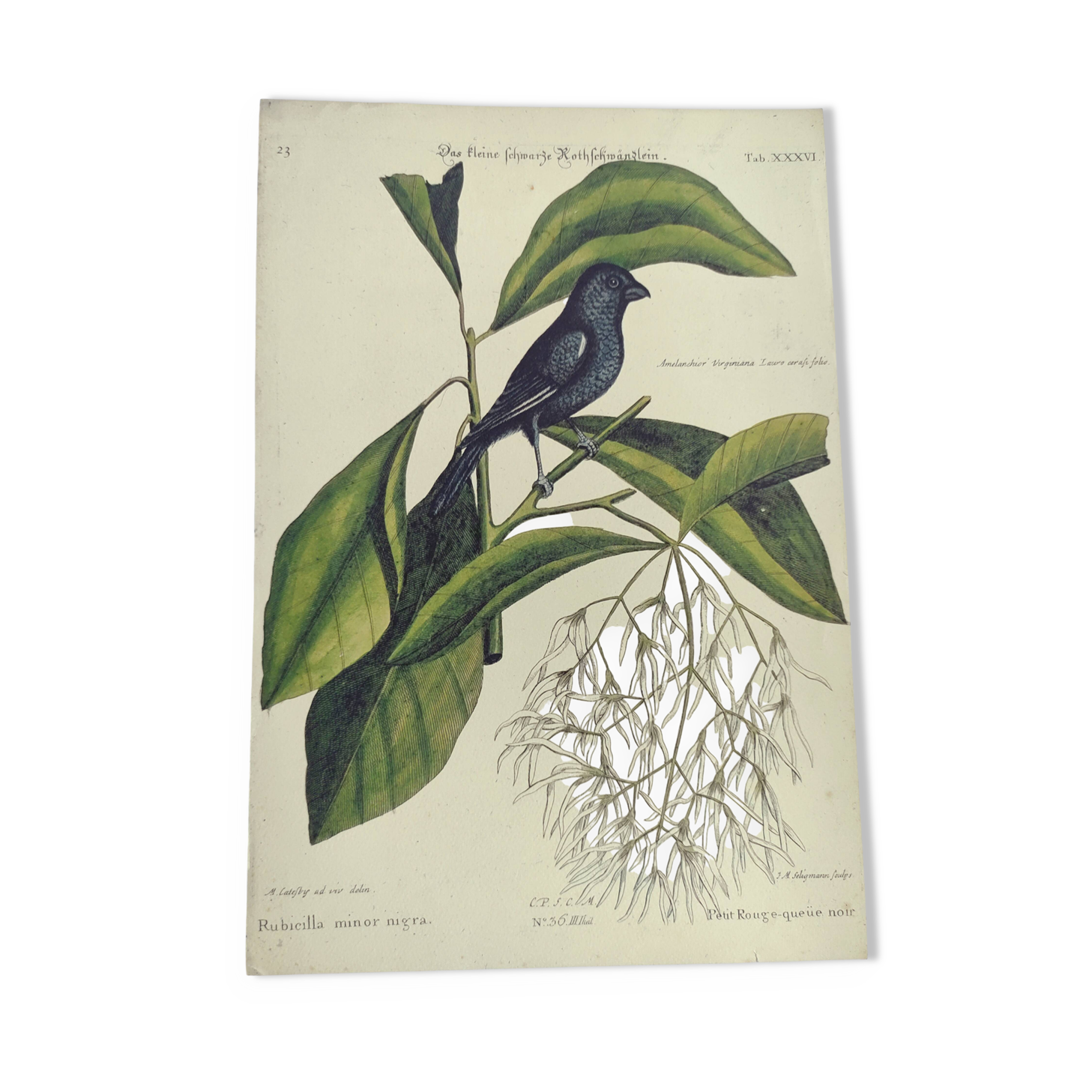 Antique bird engraving - Little Black Redstart - Zoological plate by Seligmann & Catesby