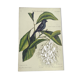 Antique bird engraving - Little Black Redstart - Zoological plate by Seligmann & Catesby