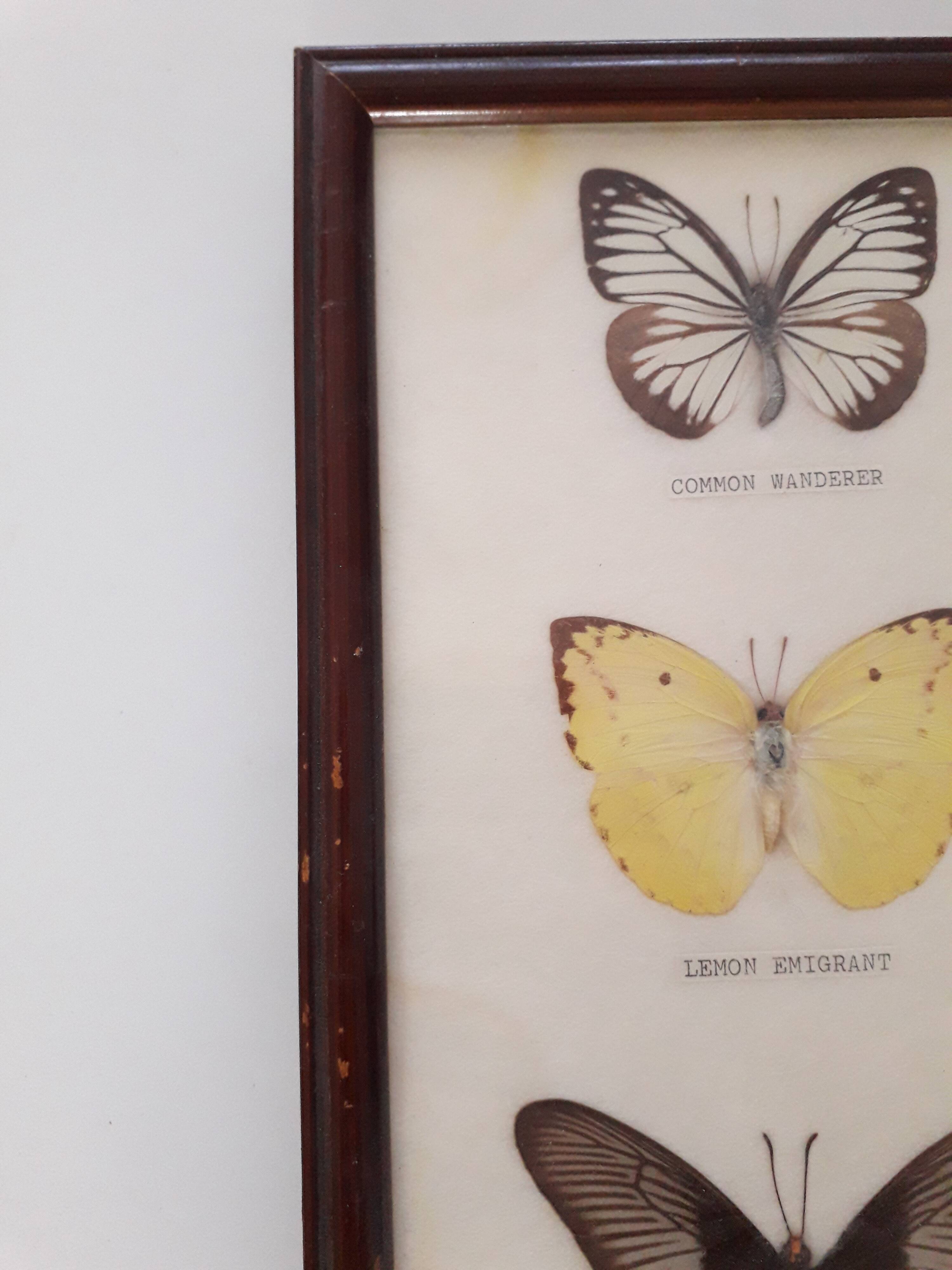 Butterfly frame