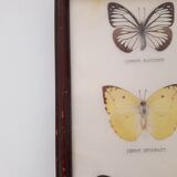 Butterfly frame
