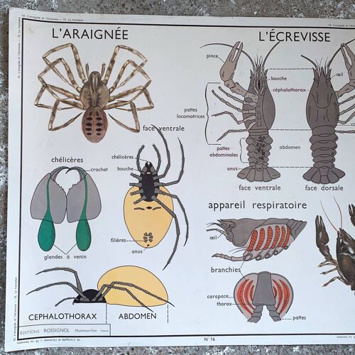 Affiche scolaire Rossignol " hanneton-araignée-écrevisse"