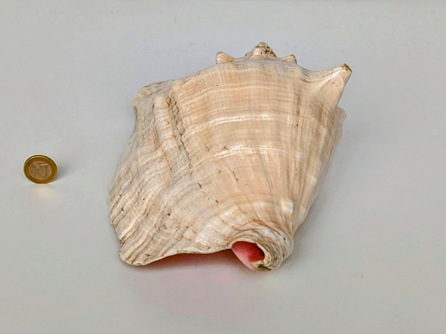 Pink shell, conch, stombus gigas, pink conch