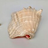Pink shell, conch, stombus gigas, pink conch