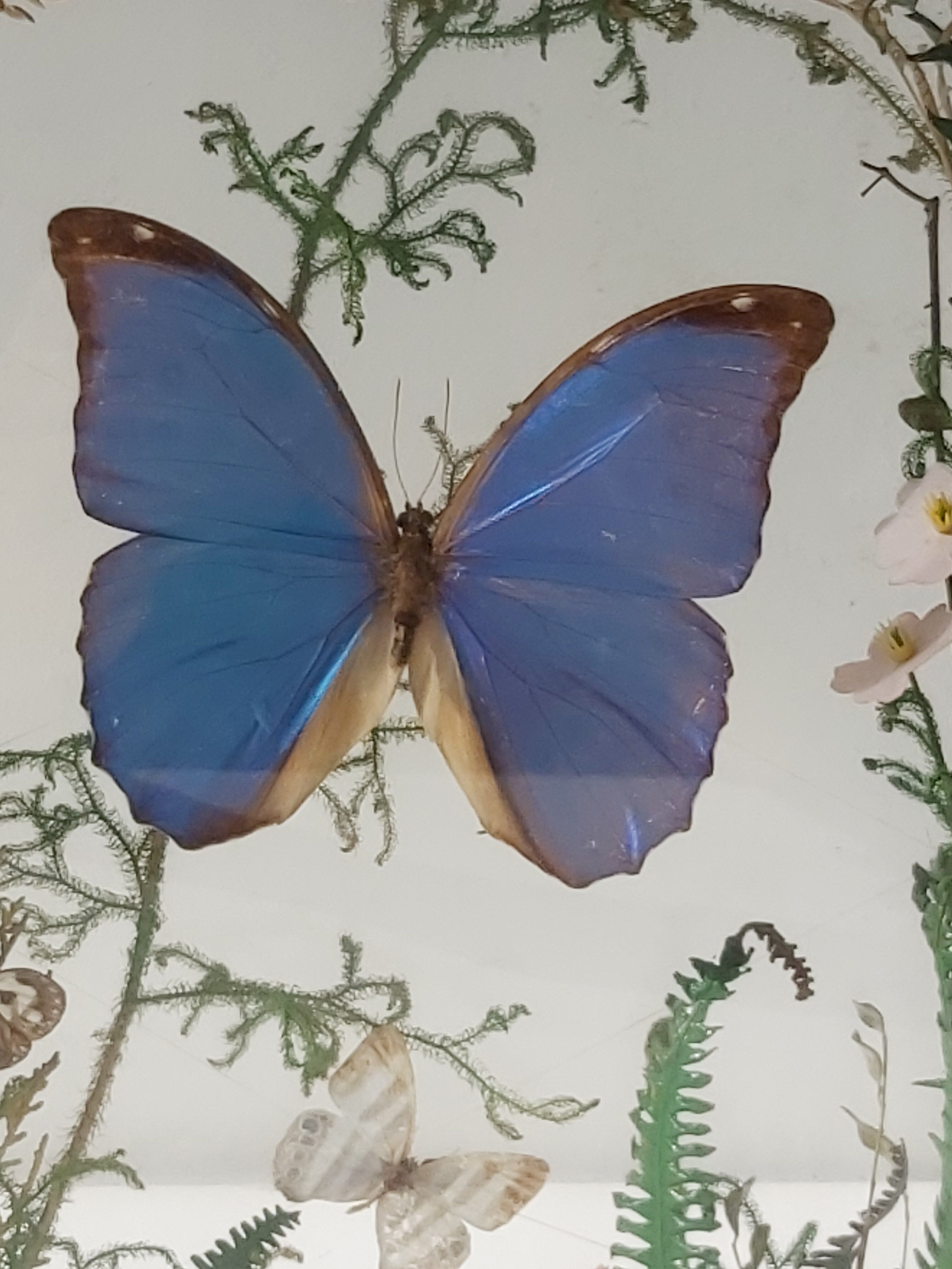 Box composition butterfly wood and glass