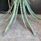 Vintage console in patinated metal with reed leaves.