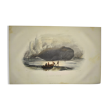 Original zoological plate of 1839 " the right whale "