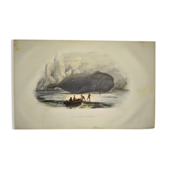 Planche zoologique originale de 1839 " la baleine franche "