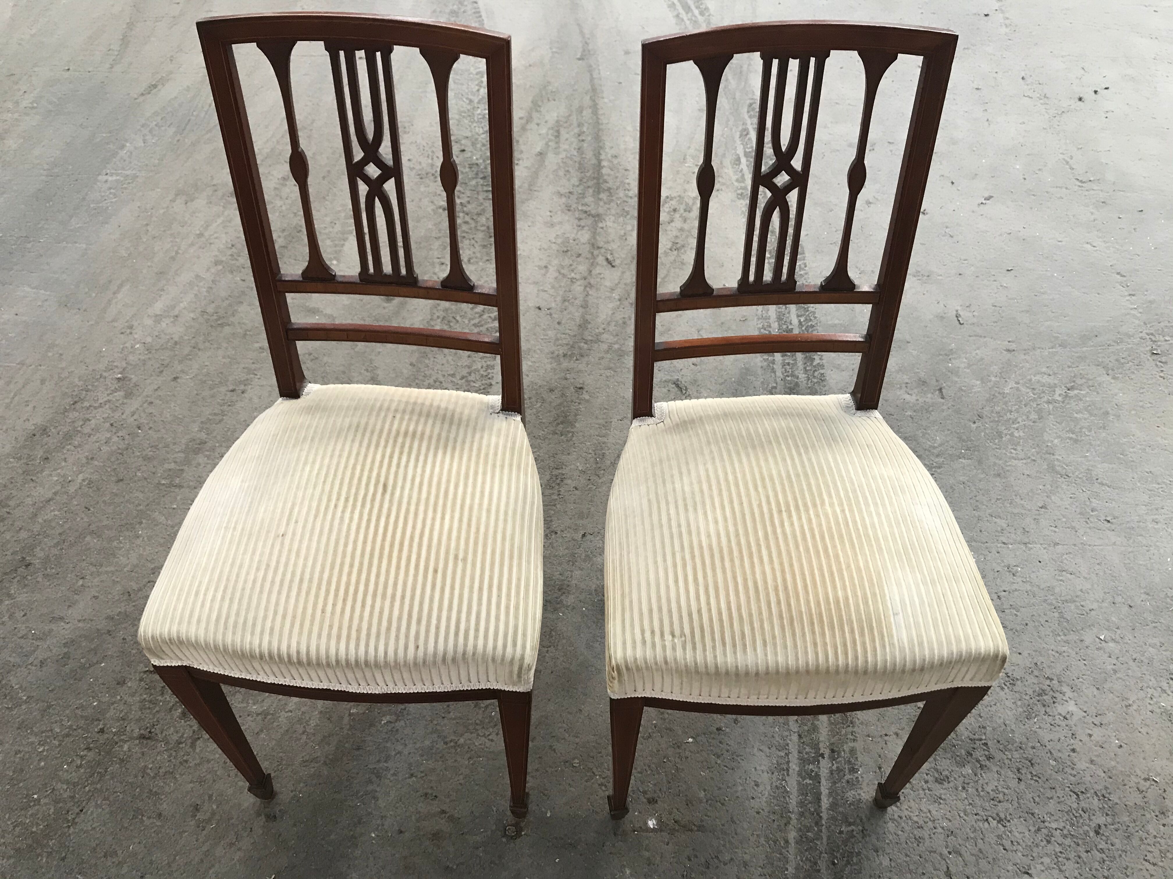 Pair of English chairs in beige velvet