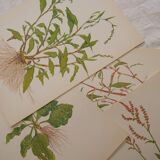 Set of 4 Geigy botanical boards
