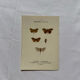 Botanical Plate 1800 Old Naturalist Engraving 19th Century Double-Sided