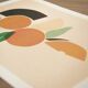 Duo abricots, oranges A4