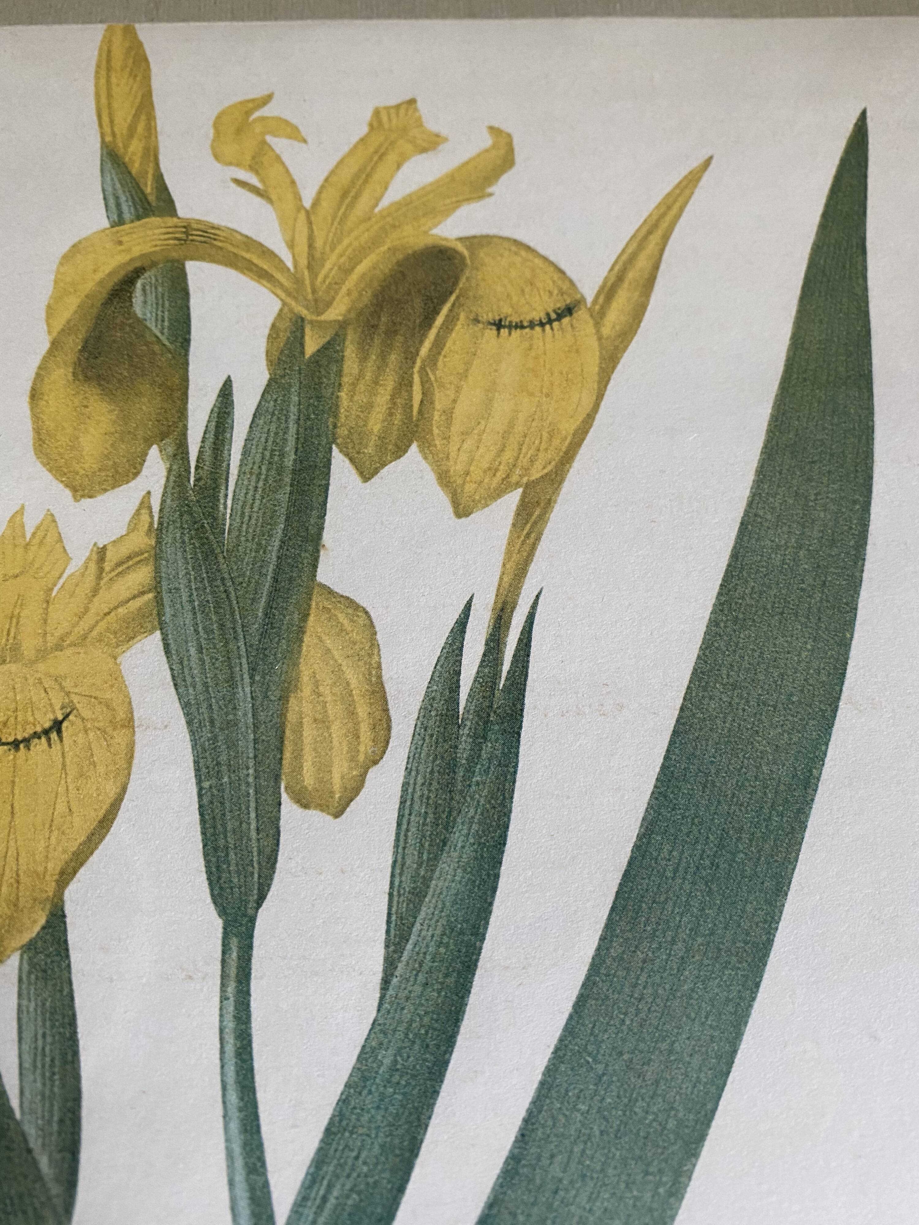 Illustration botanique dans un cadre doré