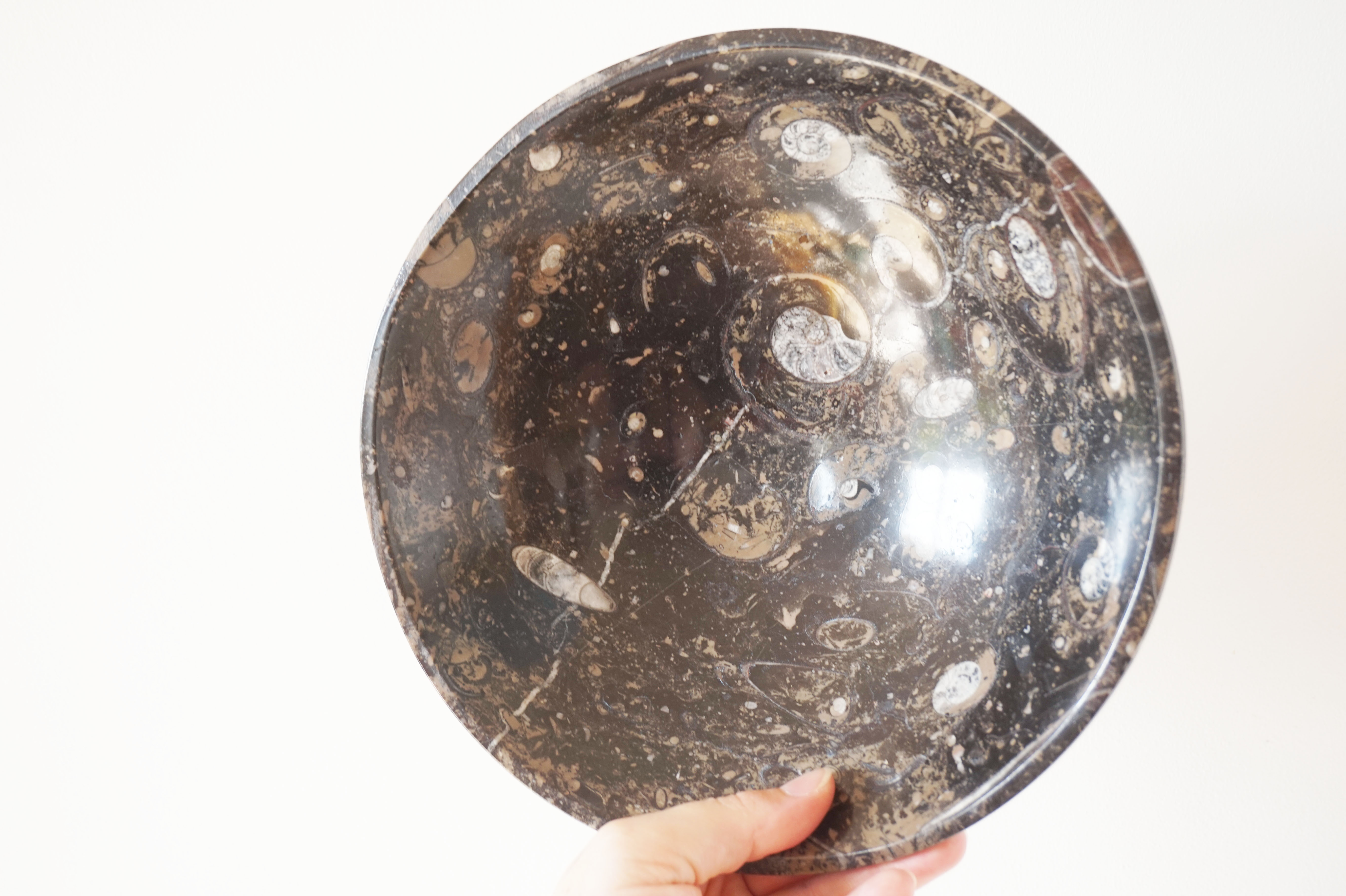 Empty pocket in fossilized black marble