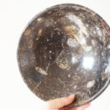 Empty pocket in fossilized black marble