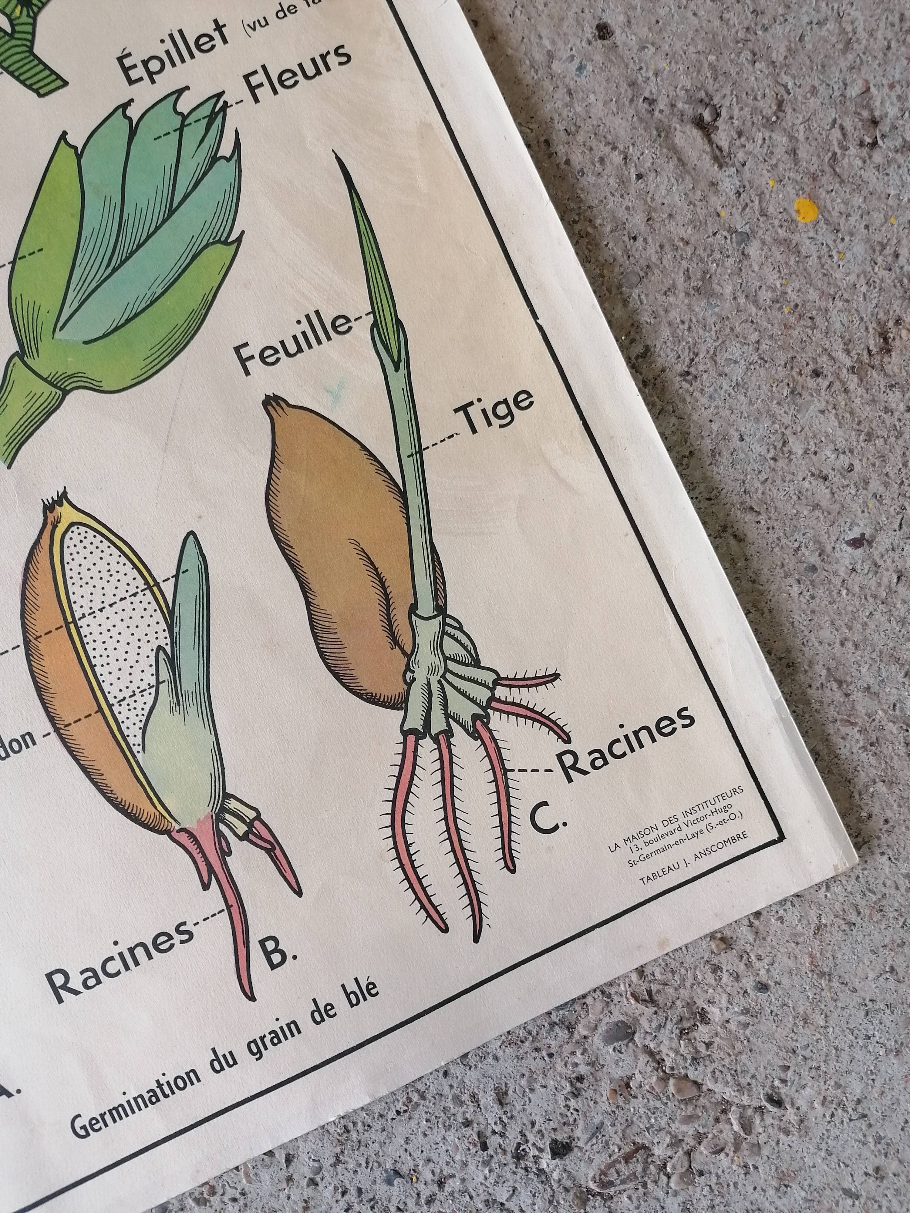 Old MDI school poster: Plants without flowers & Wheat, grasses.
