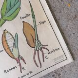 Old MDI school poster: Plants without flowers & Wheat, grasses.