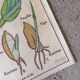 Old MDI school poster: Plants without flowers & Wheat, grasses.