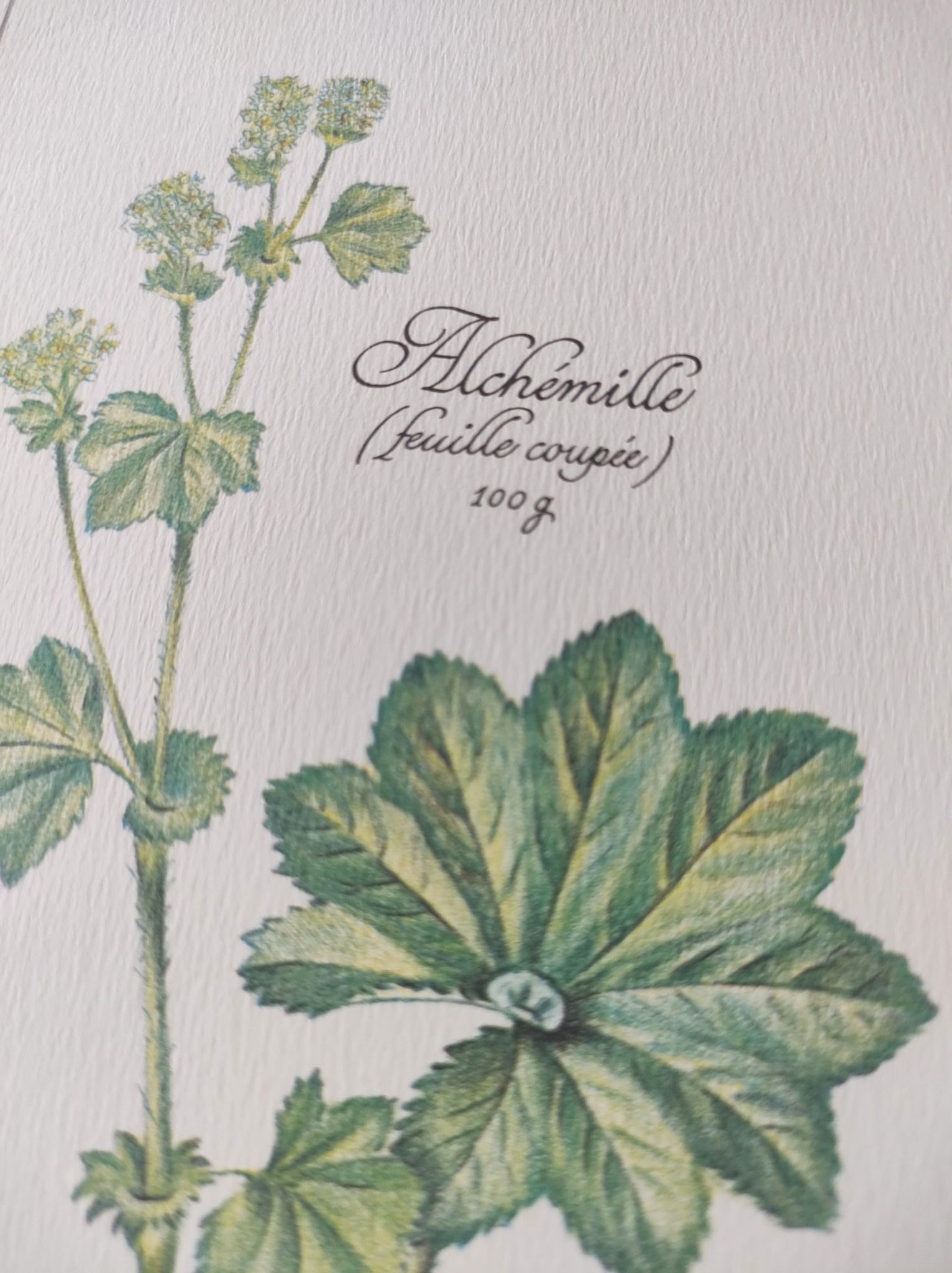 Botanical engraving -Herbal tea against acute diarrhea- Illustration of medicinal plants and herbs