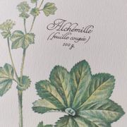 Botanical engraving -Herbal tea against acute diarrhea- Illustration of medicinal plants and herbs