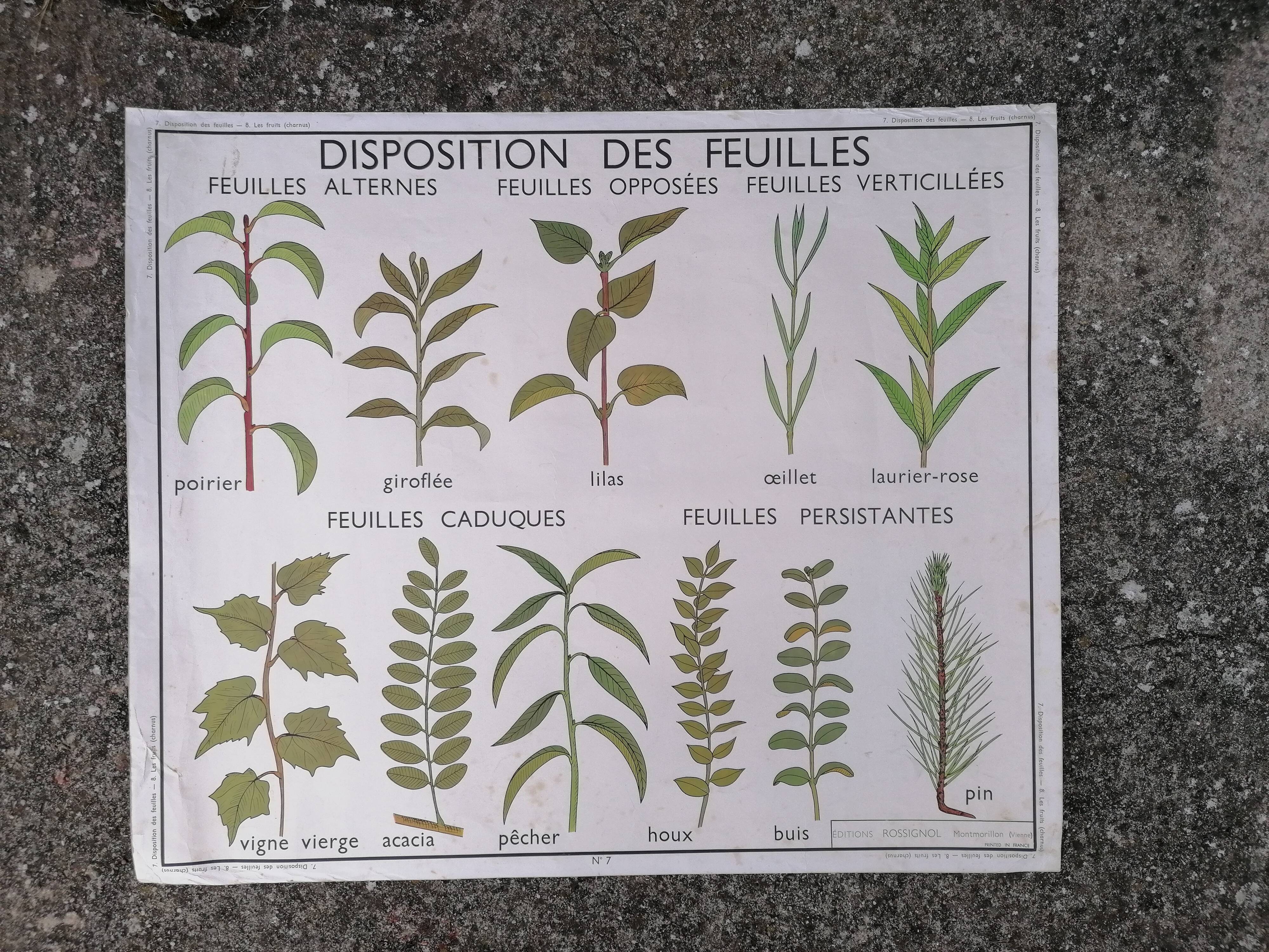 Rossignol educational poster: "Arrangement of leaves and fruits".