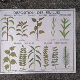 Rossignol educational poster: "Arrangement of leaves and fruits".