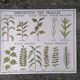 Rossignol educational poster: "Arrangement of leaves and fruits".