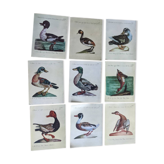 9 illustrations of ducks
