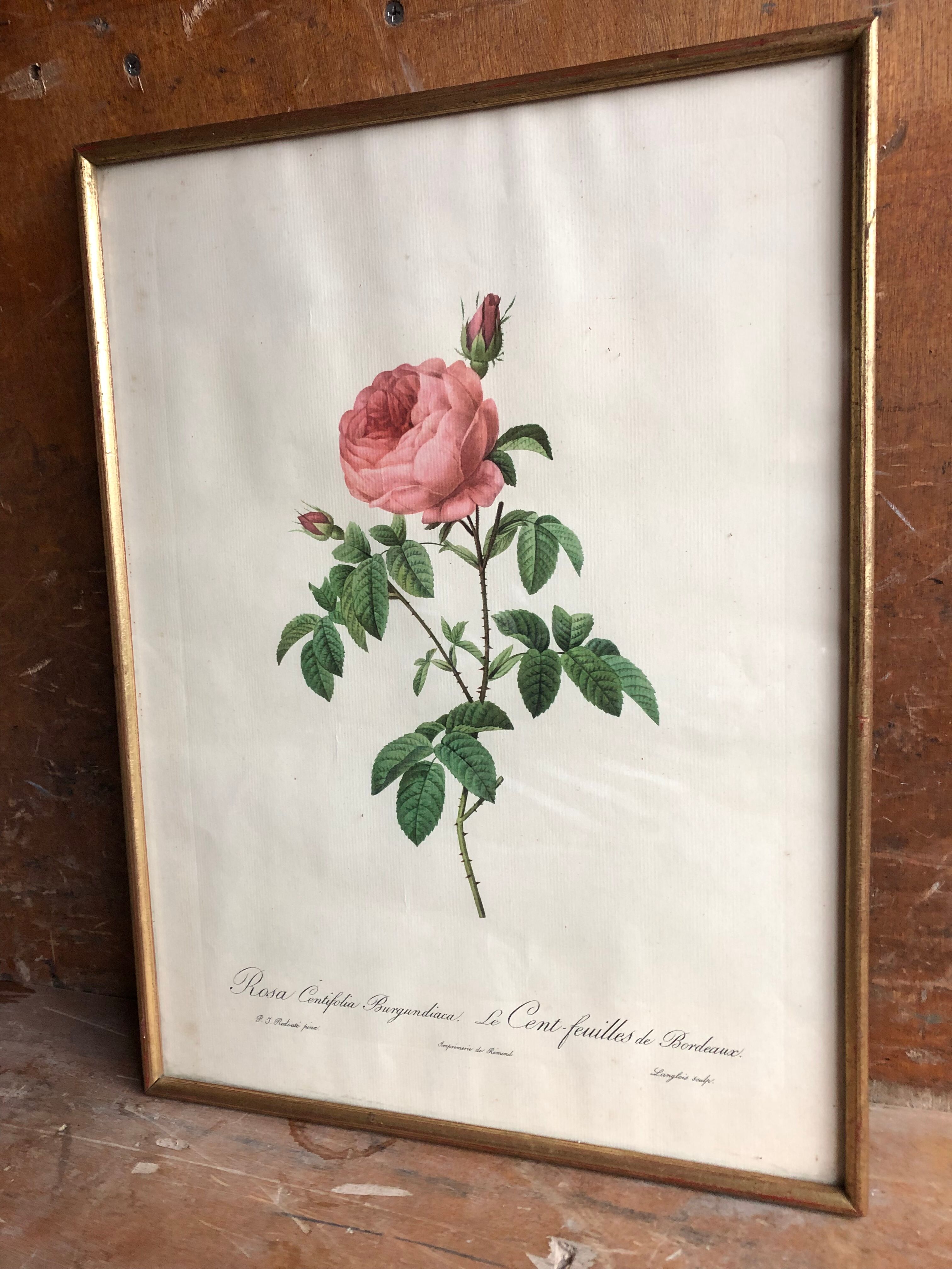 Ancienne lithographie planche botanique rose cent feuilles bordeaux vintage