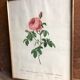Ancienne lithographie planche botanique rose cent feuilles bordeaux vintage
