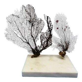 Black gorgonian duo